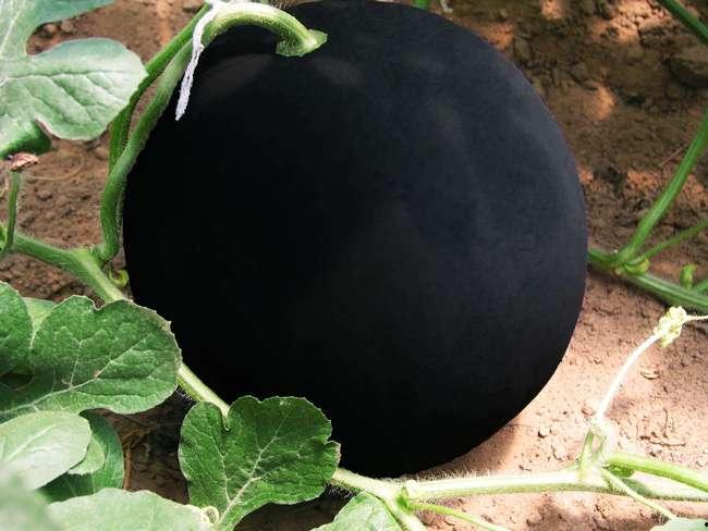 黑料吃黑瓜网是什么,网络舆论场中的暗流涌动