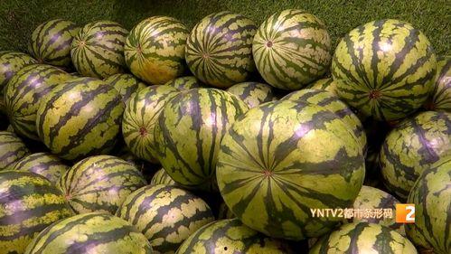 云南今日嫩瓜价格行情,涨跌互现，市场供需动态分析