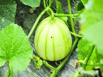 云南今日嫩瓜价格行情,涨跌互现，市场供需动态分析