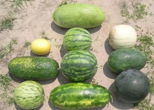 黑瓜今日价格行情最新,最新行情解析与市场趋势洞察”