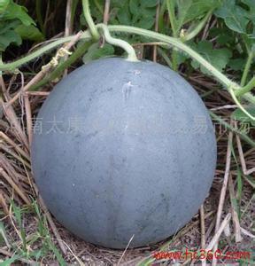 黑瓜今日价格行情最新,最新行情解析与市场趋势洞察”