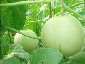 黑瓜怎么吃效果好,揭秘最佳食用方法，效果翻倍！