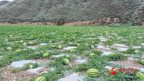 靖远烟洞沟今日瓜价,瓜价行情一览