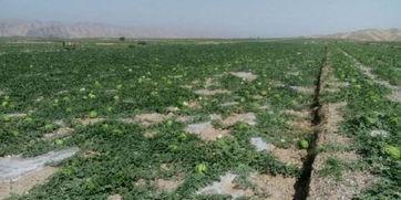 靖远烟洞沟今日瓜价,瓜价行情一览