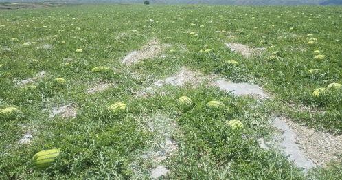 靖远烟洞沟今日瓜价,瓜价行情一览