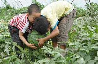 魏县热门吃瓜事件,一场引发全民热议的吃瓜事件揭秘