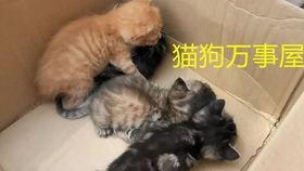 虐猫黑料吃瓜,吃瓜群众围观人性深渊