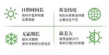 八六王哈密瓜今日行情,品质卓越，价格稳健，抢购正当时！”