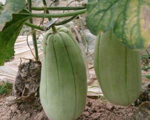 吃黑脆瓜减肥吗,轻松享瘦的天然美食选择”