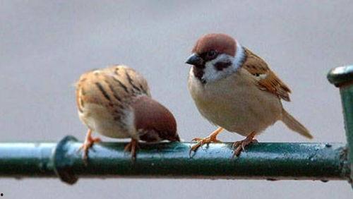 麻雀会吃黑守瓜吗,麻雀捕食黑守瓜现象探究