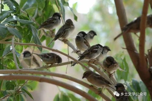 麻雀会吃黑守瓜吗,麻雀捕食黑守瓜现象探究