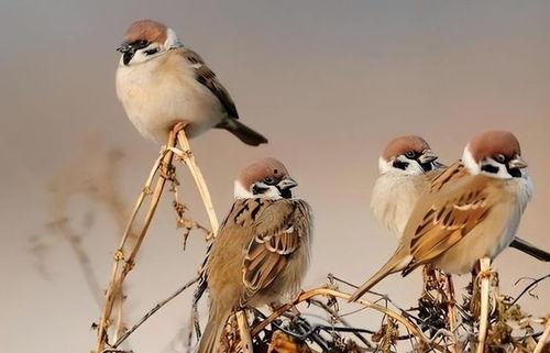 麻雀会吃黑守瓜吗,麻雀捕食黑守瓜现象探究