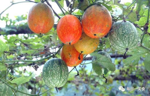 蒲城吊瓜今日价格查询网,市场行情实时更新
