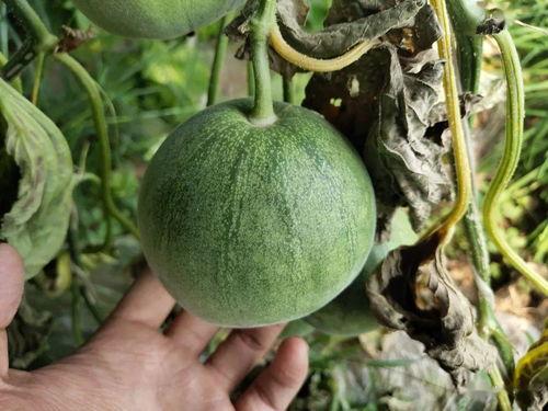 宝宝瓜如何上热门,揭秘如何轻松上热门的秘诀