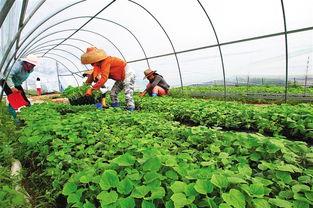 饶阳瓜菜今日价格表,新鲜蔬菜直降优惠