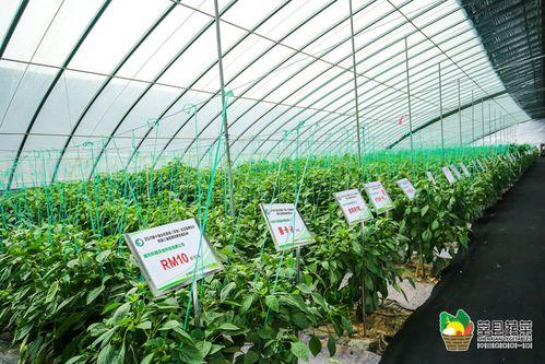 饶阳瓜菜今日价格表,新鲜蔬菜直降优惠