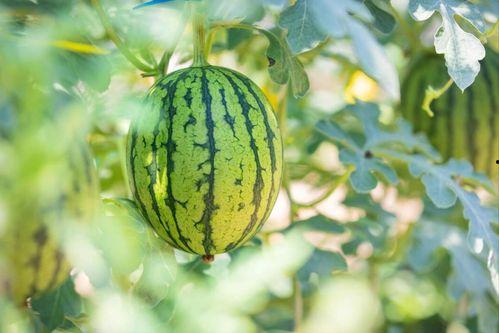 瓜里面黑的可以吃吗,可食用之谜