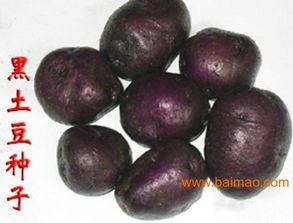 藤瓜红皮黑籽怎么吃,独特口感与营养的食用指南