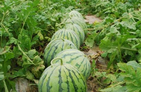 那些热门的大瓜,揭秘明星背后的惊人真相