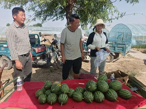 中牟小吊瓜最新今日价格,实时行情一览