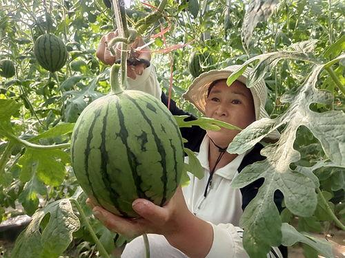 中牟小吊瓜最新今日价格,实时行情一览