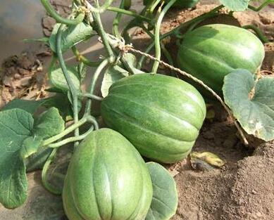 黑料吃瓜老司机,黑料吃瓜，老司机带你领略幕后风云