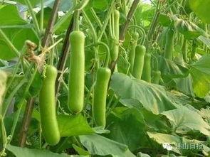 万邦瓠瓜今日价格,市场行情一览