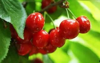 万邦瓠瓜今日价格,市场行情一览