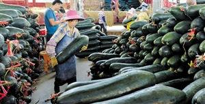 海口今日瓜菜批发价,新鲜直供，价格行情一览