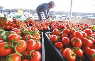 海口今日瓜菜批发价,新鲜直供，价格行情一览