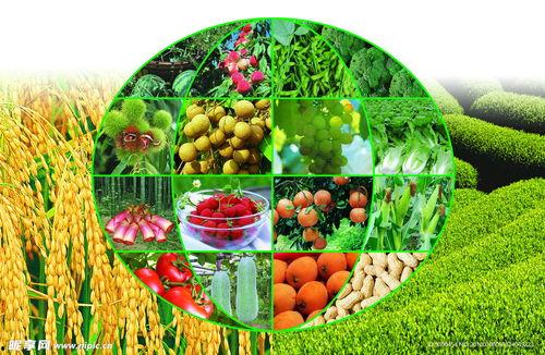 三农蜜瓜热门素材文案,三农丰收颂——探寻甜蜜背后的三农故事”