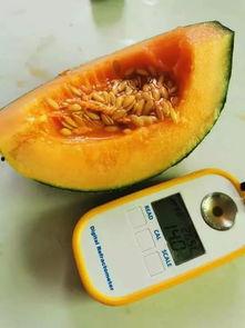 三农蜜瓜热门素材文案,三农丰收颂——探寻甜蜜背后的三农故事”