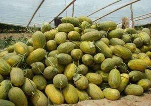 热门网红的瓜,热门网红瓜料，真相大起底！