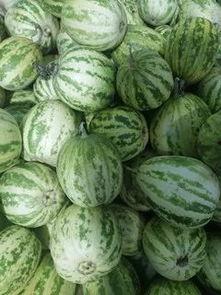 水果吊瓜今日价格表,市场行情实时更新