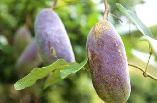 八月瓜可以吃黑籽吗图片,口感与营养双重体验