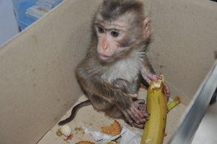 黑猴黄眉吃瓜,瓜田里的欢乐食客