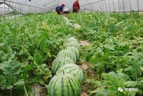 51朝阳吃瓜热门,揭秘热门事件背后的真相与笑料