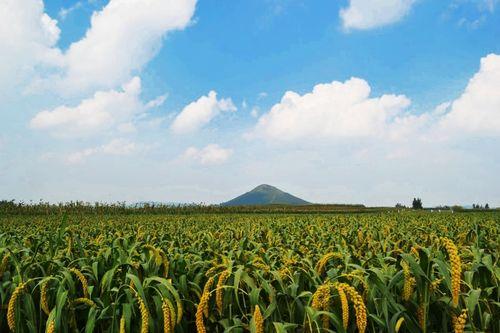 昌乐吊瓜今日价格表,市场行情一览