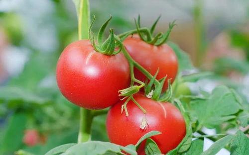 昌乐吊瓜今日价格表,市场行情一览