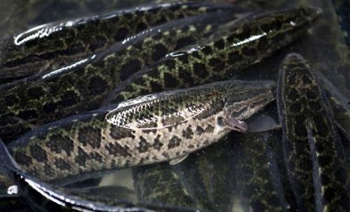 黑鱼视频吃瓜热门网站,揭秘网络热点背后的真相