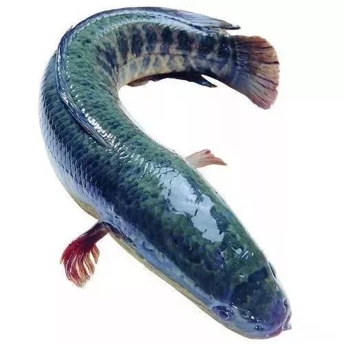 黑鱼视频吃瓜热门网站,揭秘网络热点背后的真相