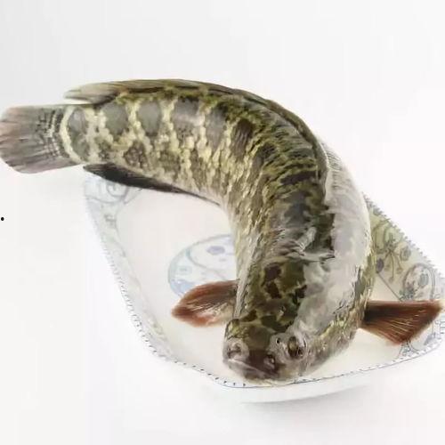 黑鱼视频吃瓜热门网站,揭秘网络热点背后的真相