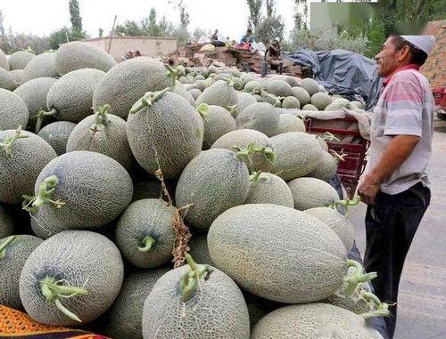 海南哈密瓜价格今日价格,价格行情一览