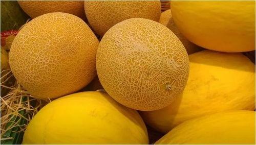 海南哈密瓜价格今日价格,价格行情一览
