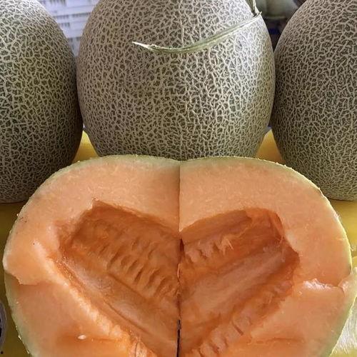 甘肃今日哈密瓜价格查询,甘肃今日哈密瓜价格行情一览