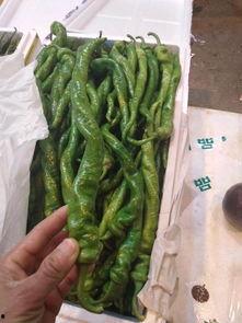 今日徐闻毛瓜价格行情,价格波动解析与市场动态