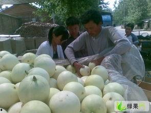 今日徐闻毛瓜价格行情,价格波动解析与市场动态