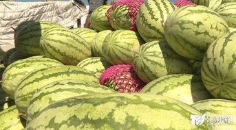 今日徐闻毛瓜价格行情,价格波动解析与市场动态