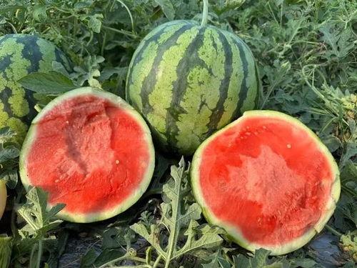 近期热门云南吃瓜事件,揭秘背后真相与网络舆论风暴