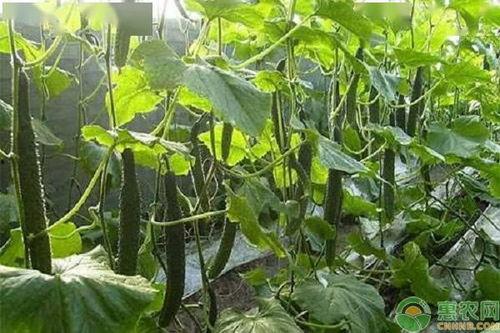 晋城市今日鲜瓜价,今日鲜瓜价格一览”